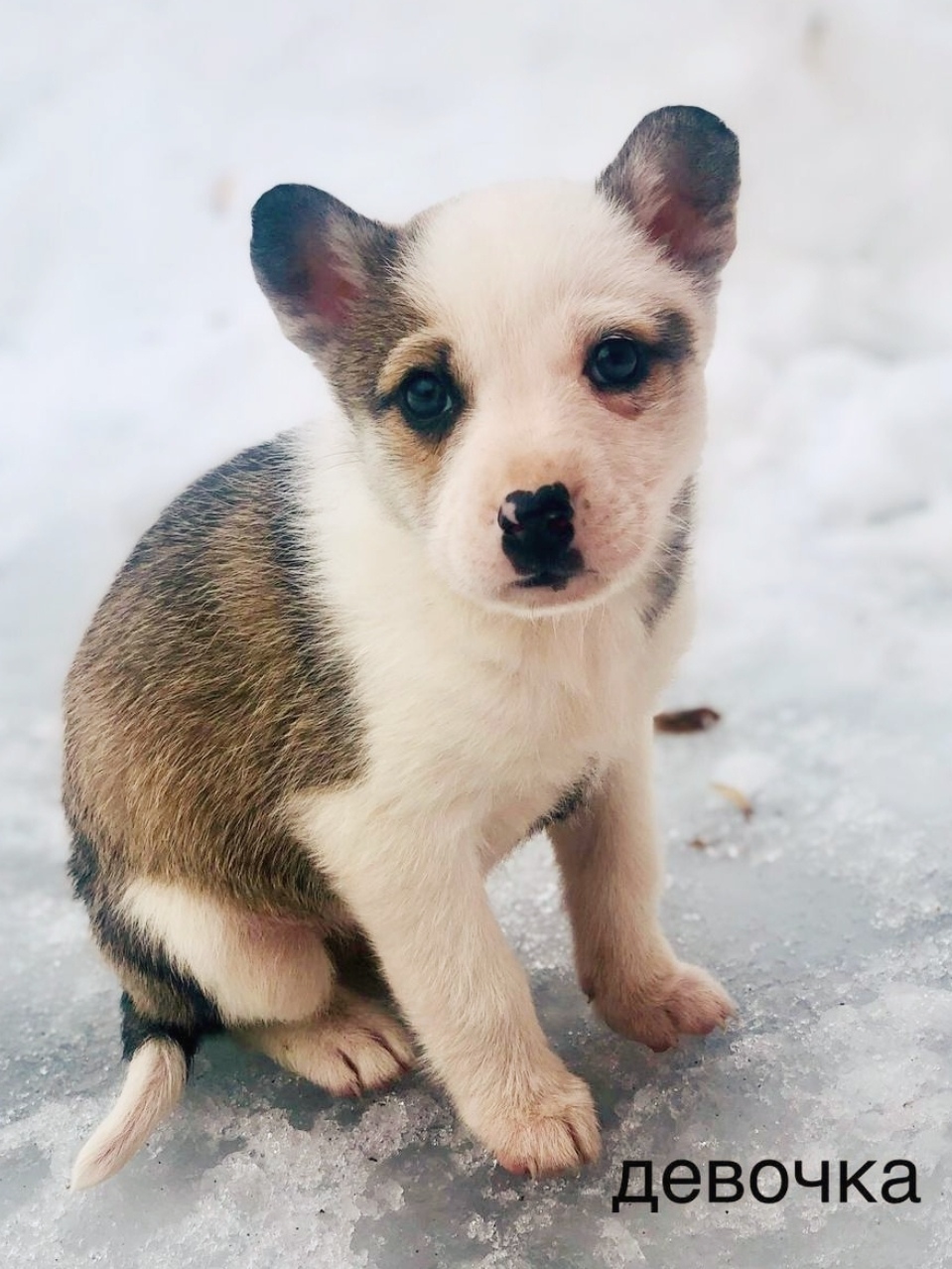 Найдена собака в Серпухове — фото объявления