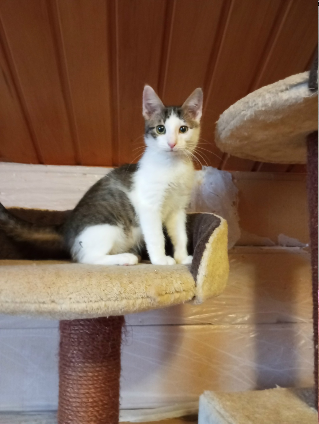 Найдена собака в Серпухове — фото объявления