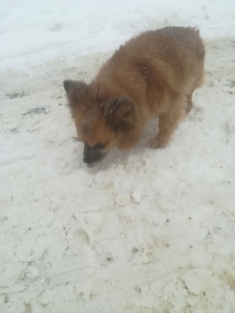 Пропала собака в Серпухове — фото объявления