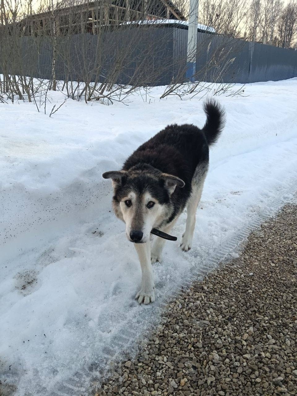 Найдена собака в Серпухове — фото объявления