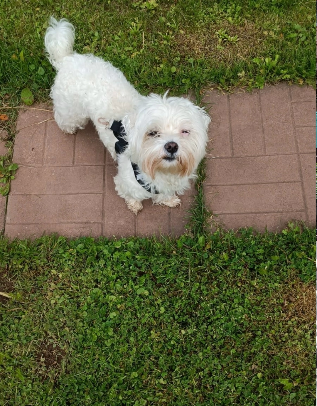 Найдена собака в Серпухове — фото объявления