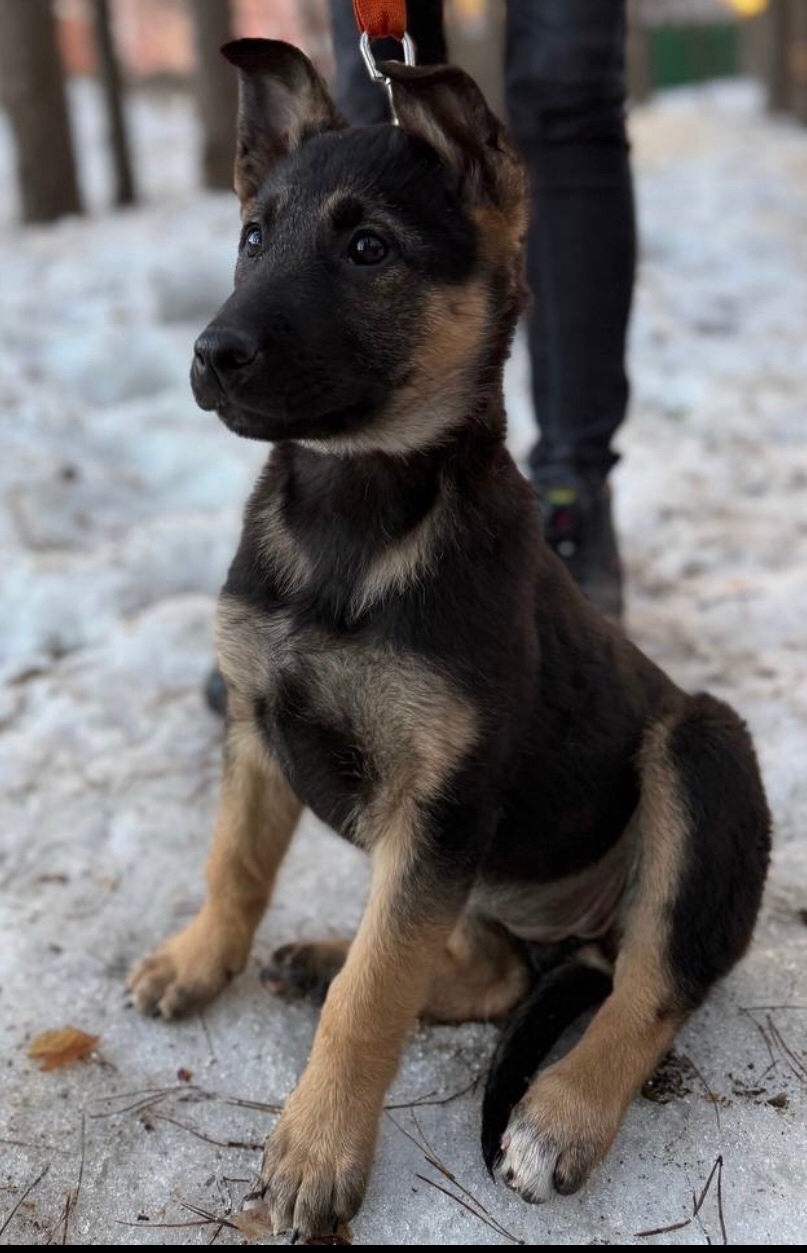 Найдена собака в Серпухове — фото объявления