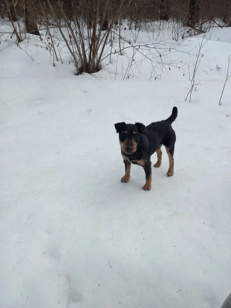 Найдена собака в Серпухове — фото объявления