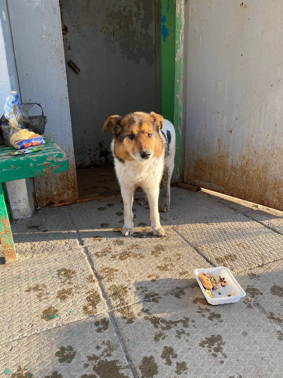 Пропала собака в Серпухове — фото объявления