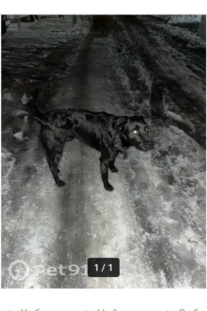 Найдена собака в Серпухове — фото объявления