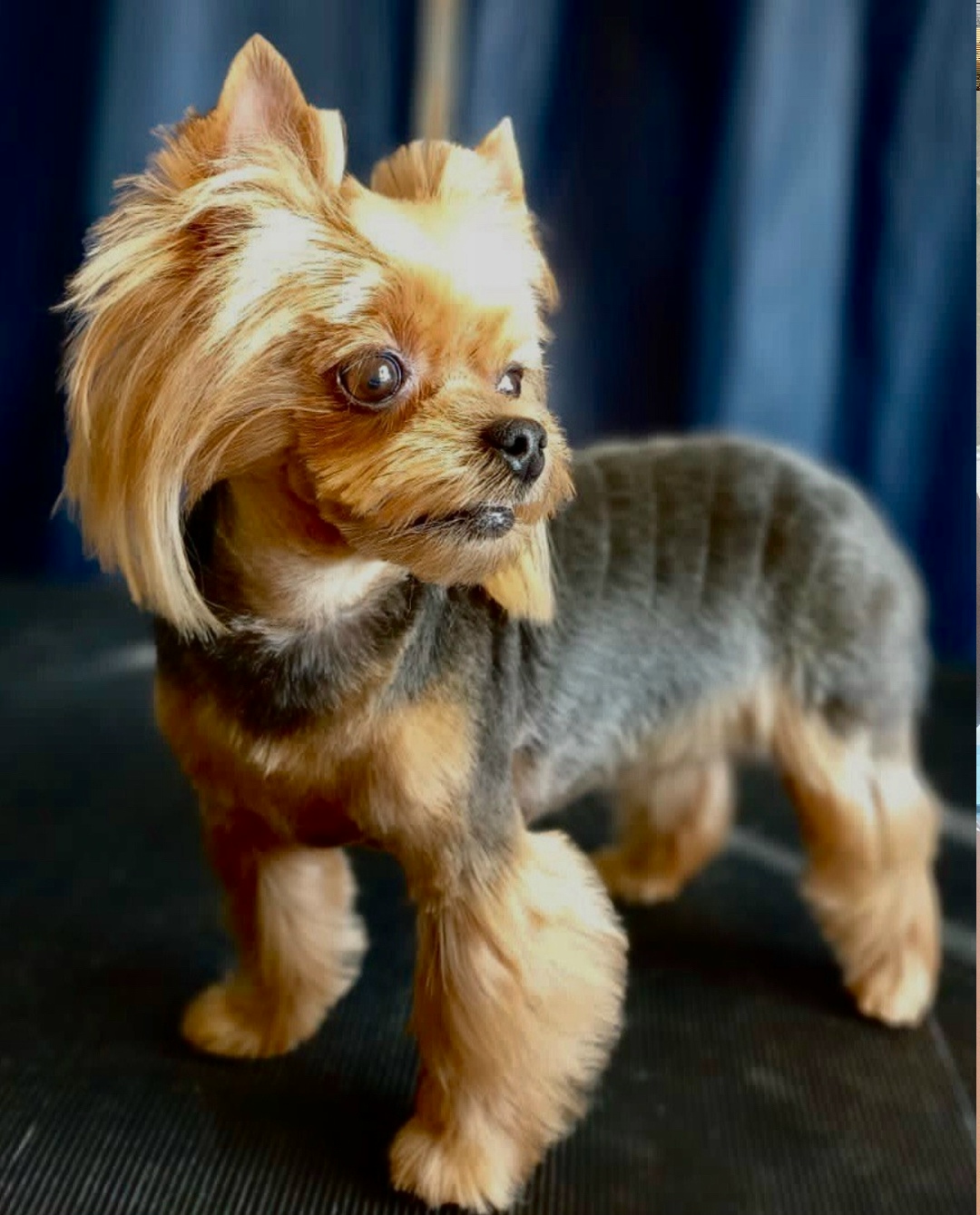 Найдена собака в Серпухове — фото объявления