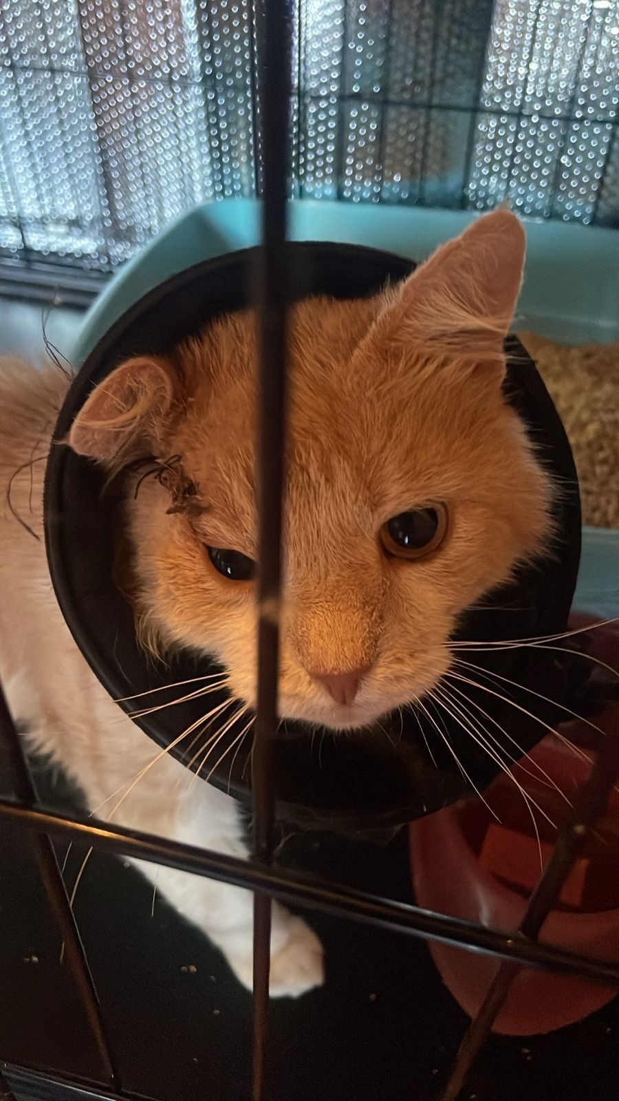 Пропала кошка в Серпухове — фото объявления