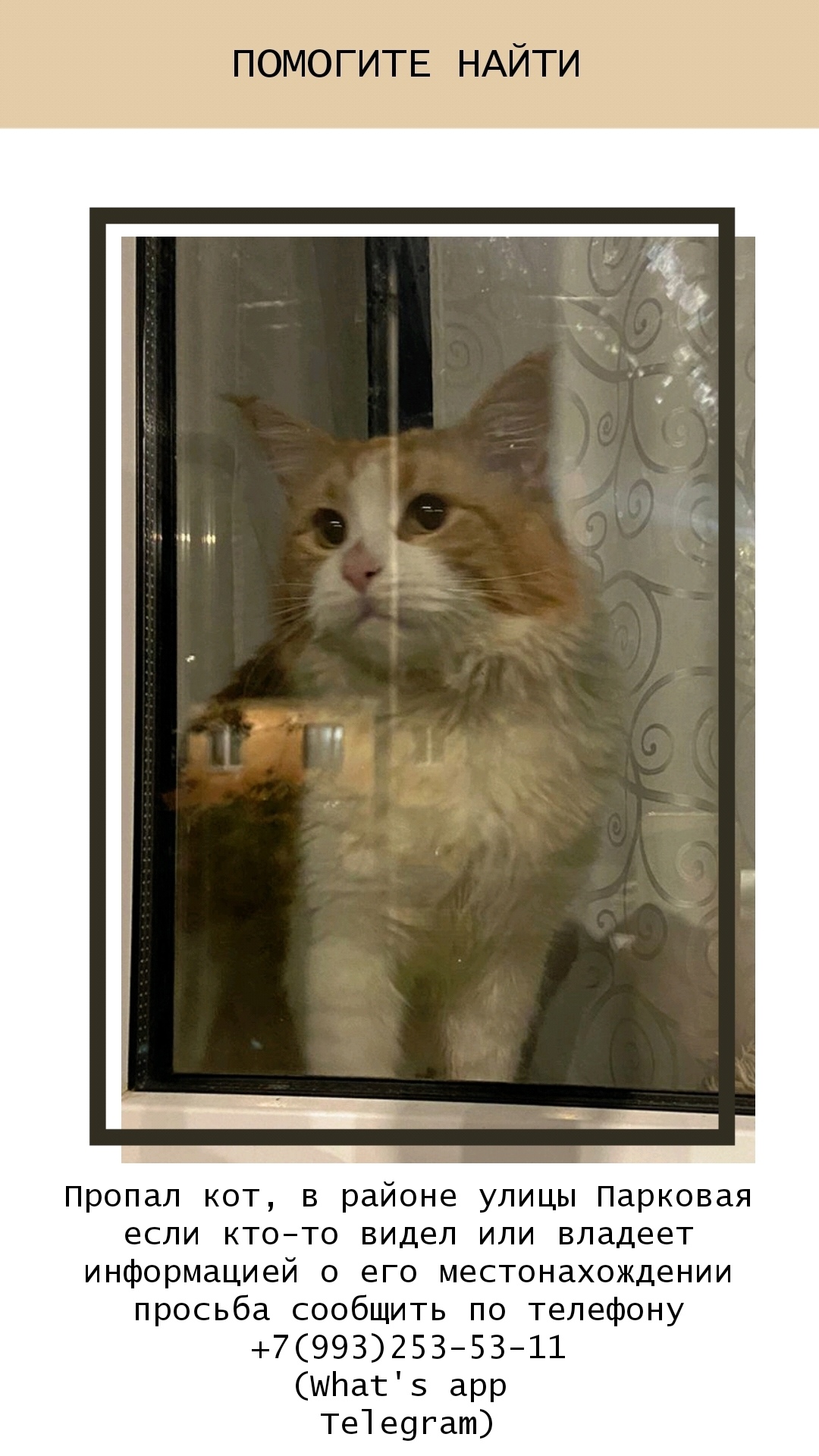 Пропала кошка в Серпухове — фото объявления