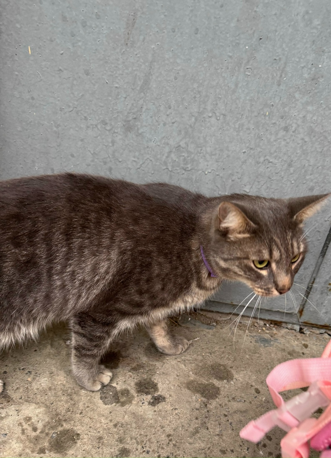 Найдена кошка в Серпухове — фото объявления