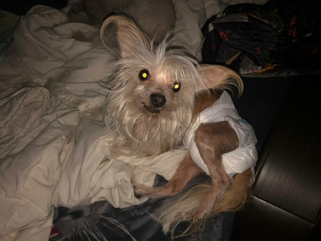 Пропала собака в Серпухове — фото объявления