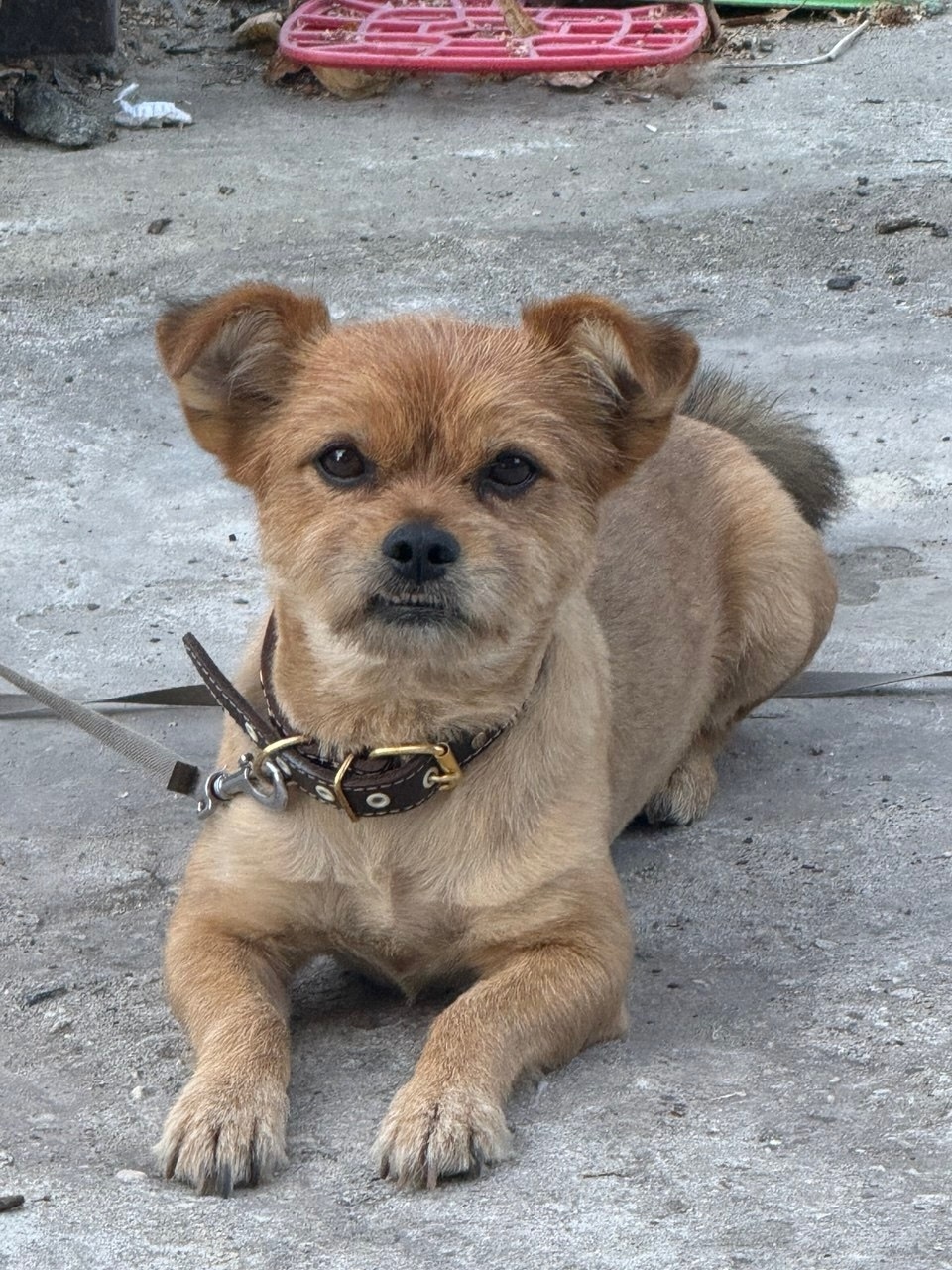 Пропала собака в Серпухове — фото объявления