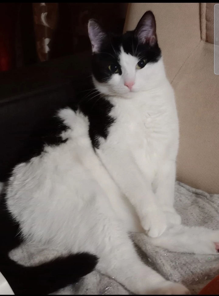 Пропала кошка в Серпухове — фото объявления