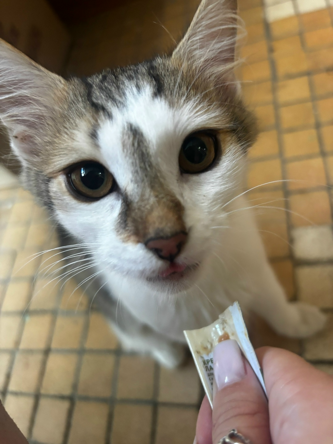 Найдена кошка в Серпухове — фото объявления