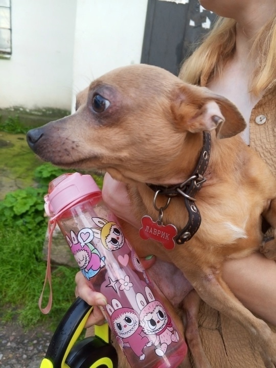 Пропала собака в Серпухове — фото объявления