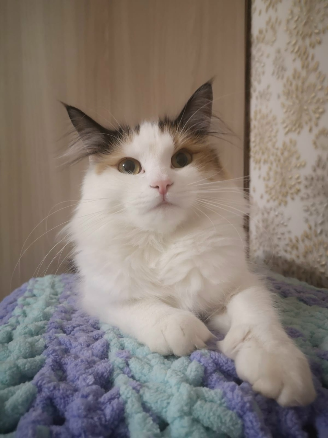 Пропала кошка в Серпухове — фото объявления