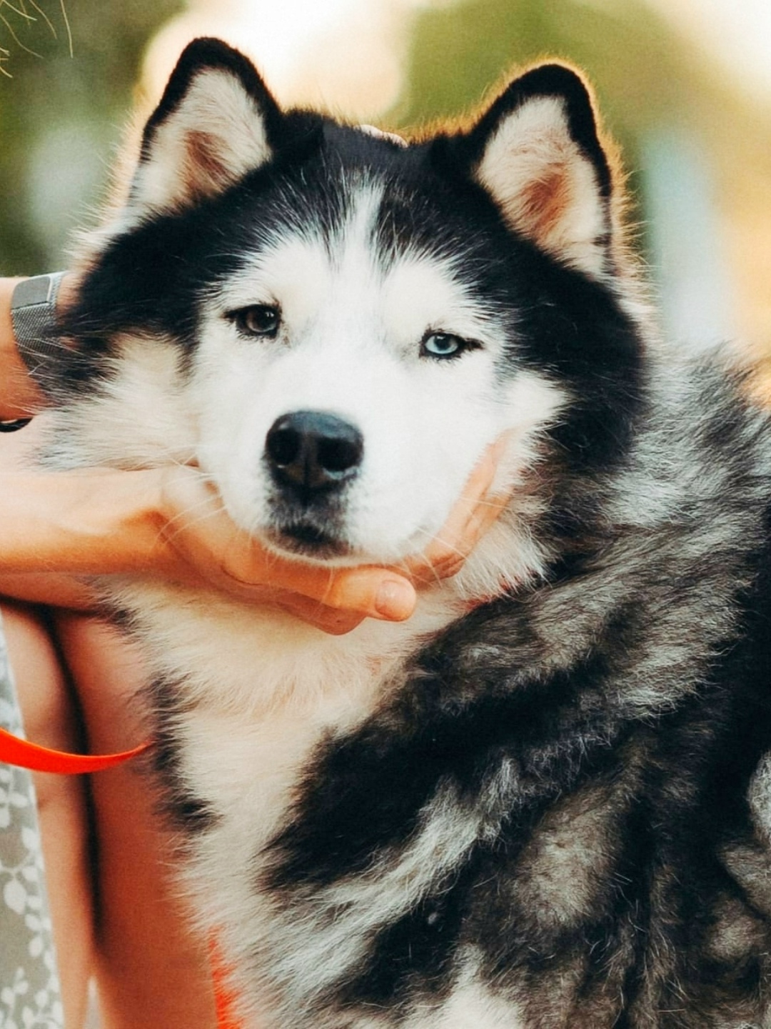 Найдена собака в Серпухове — фото объявления