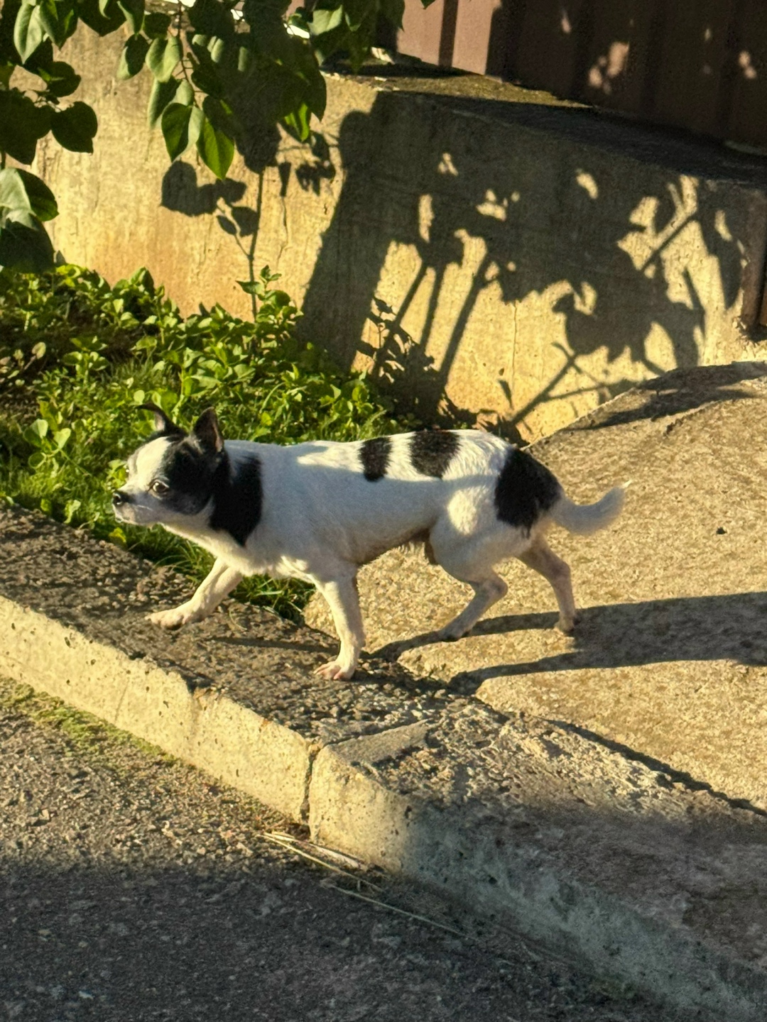 Пропала собака в Серпухове — фото объявления