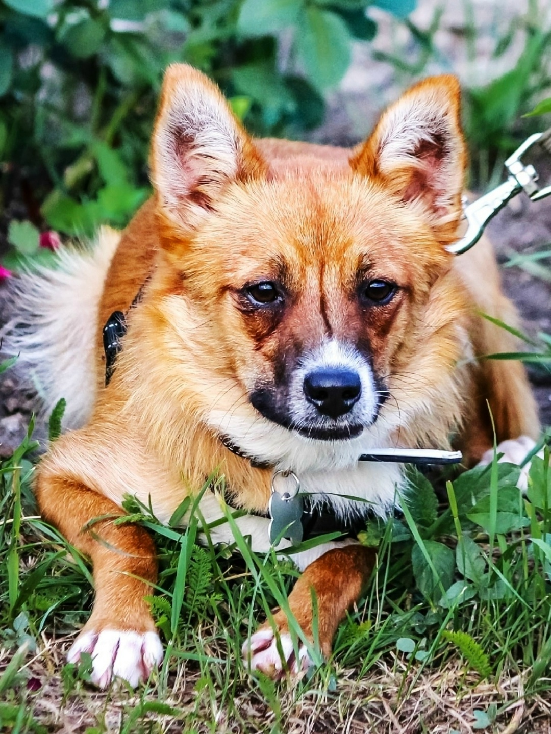 Найдена собака в Серпухове — фото объявления