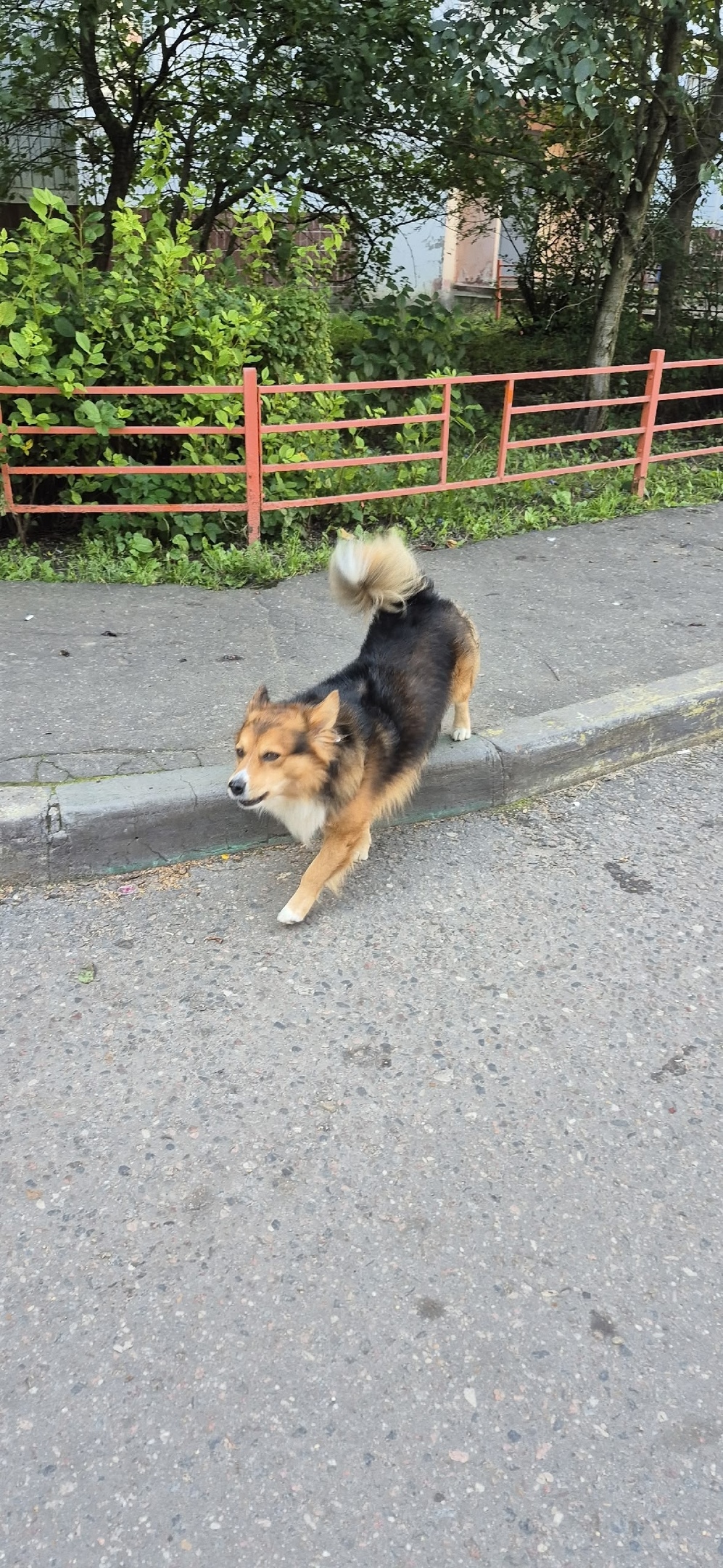 Пропала собака в Серпухове — фото объявления