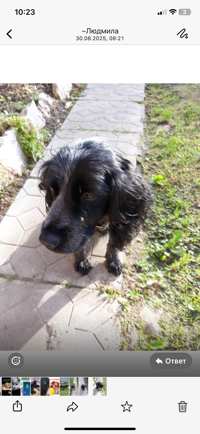 Найдена собака в Серпухове — фото объявления