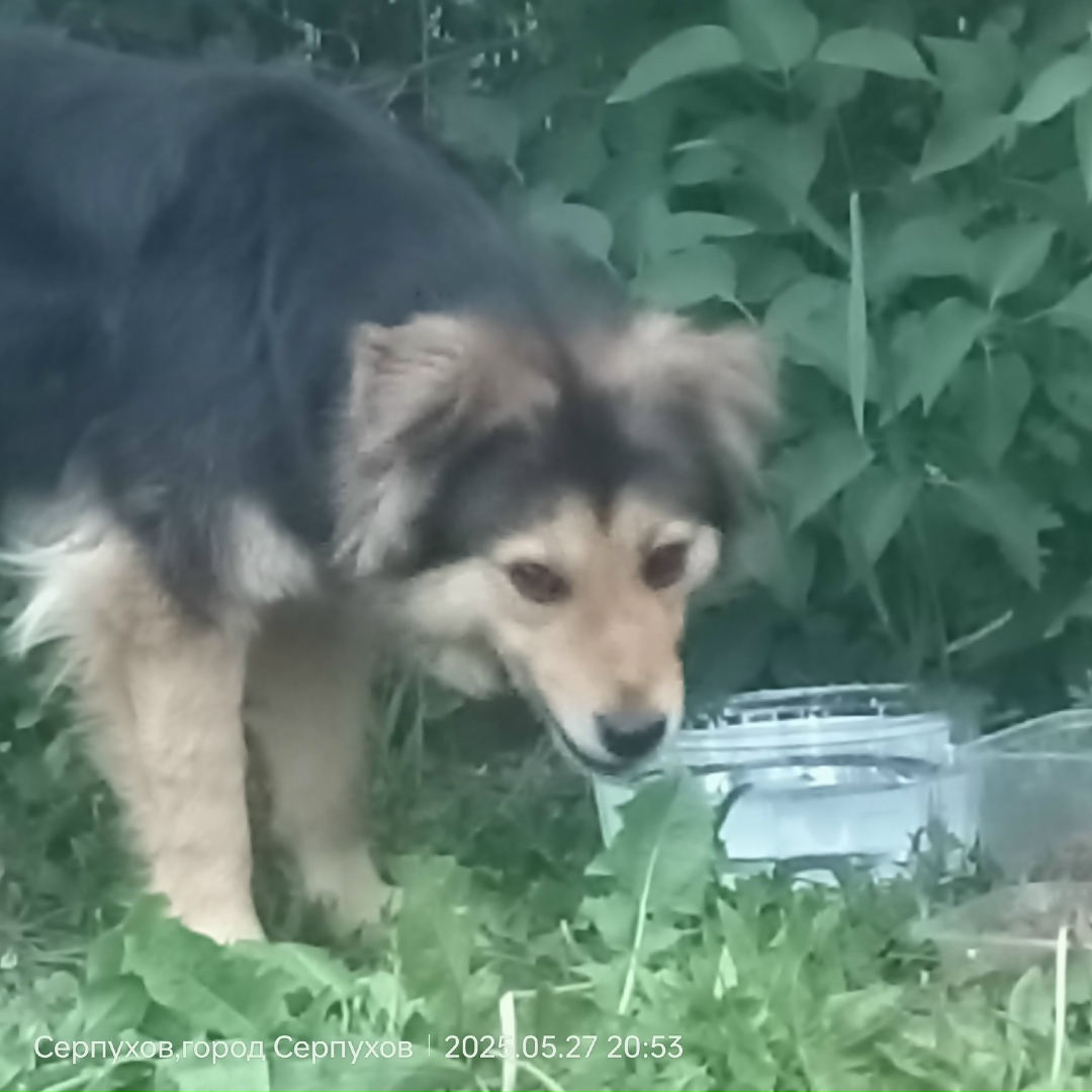 Найдена собака в Серпухове — фото объявления