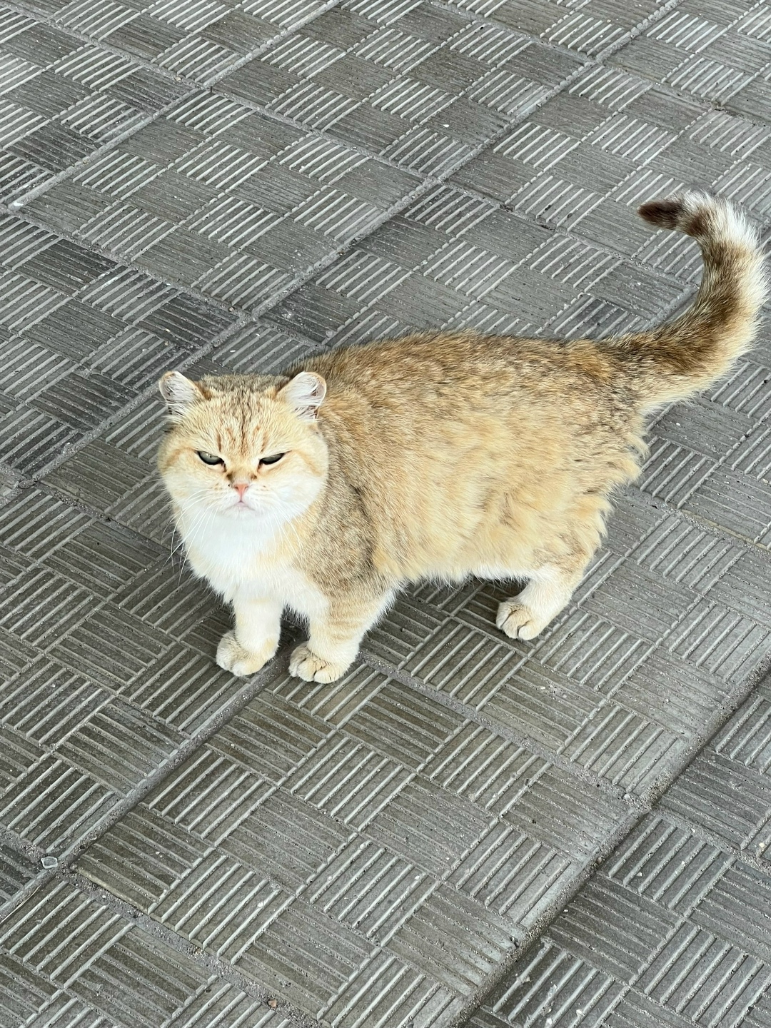 Пропала кошка в Серпухове — фото объявления