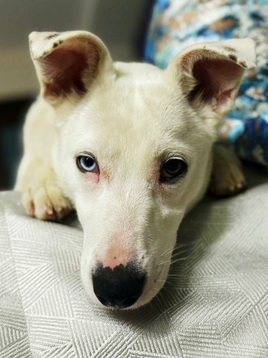 Найдена собака в Серпухове — фото объявления