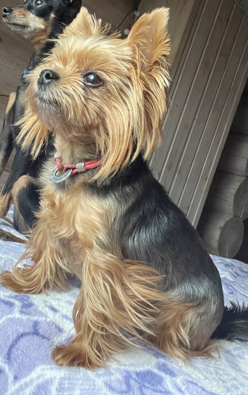 Пропала собака в Серпухове — фото объявления