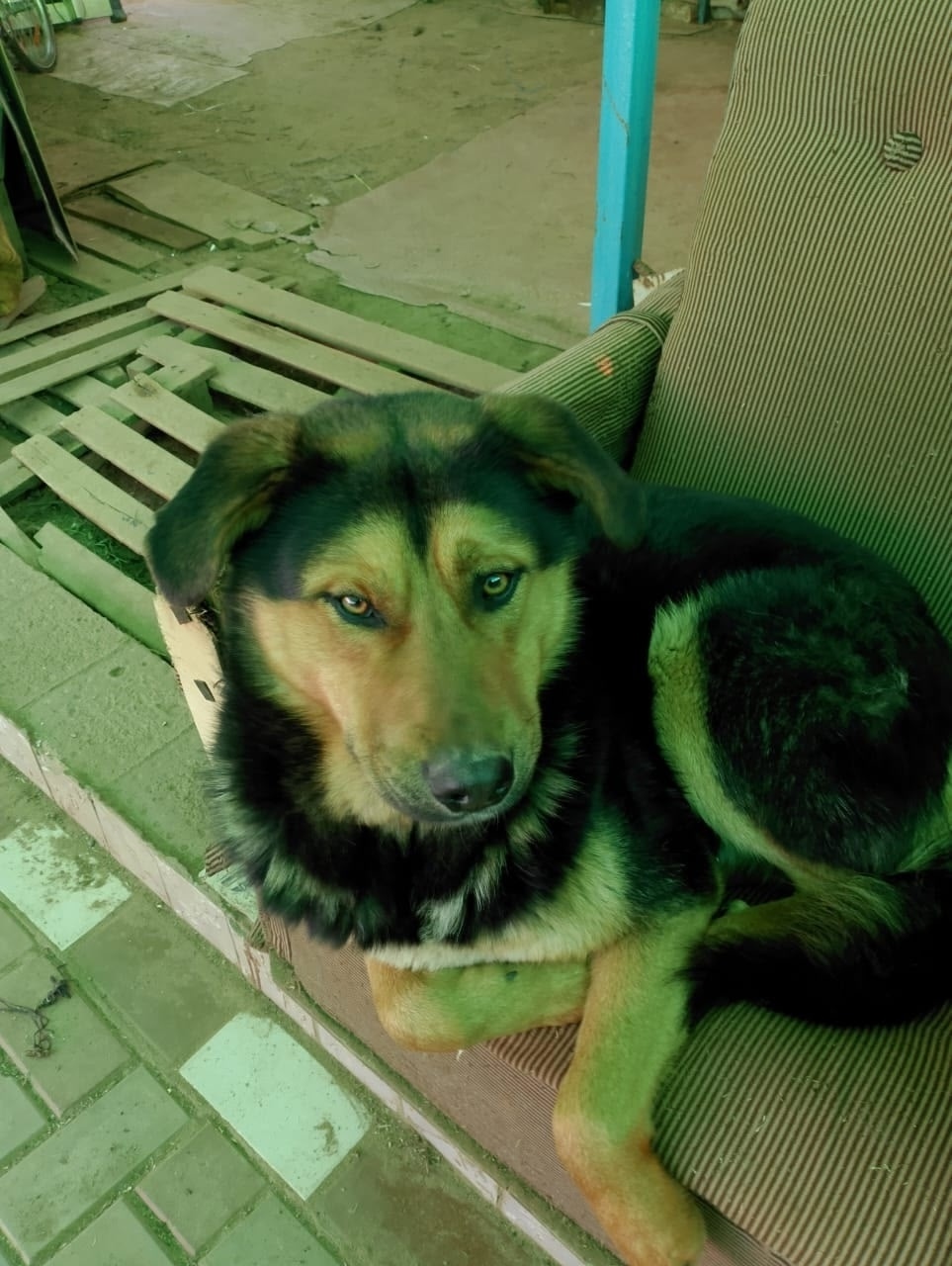 Пропала собака в Серпухове — фото объявления