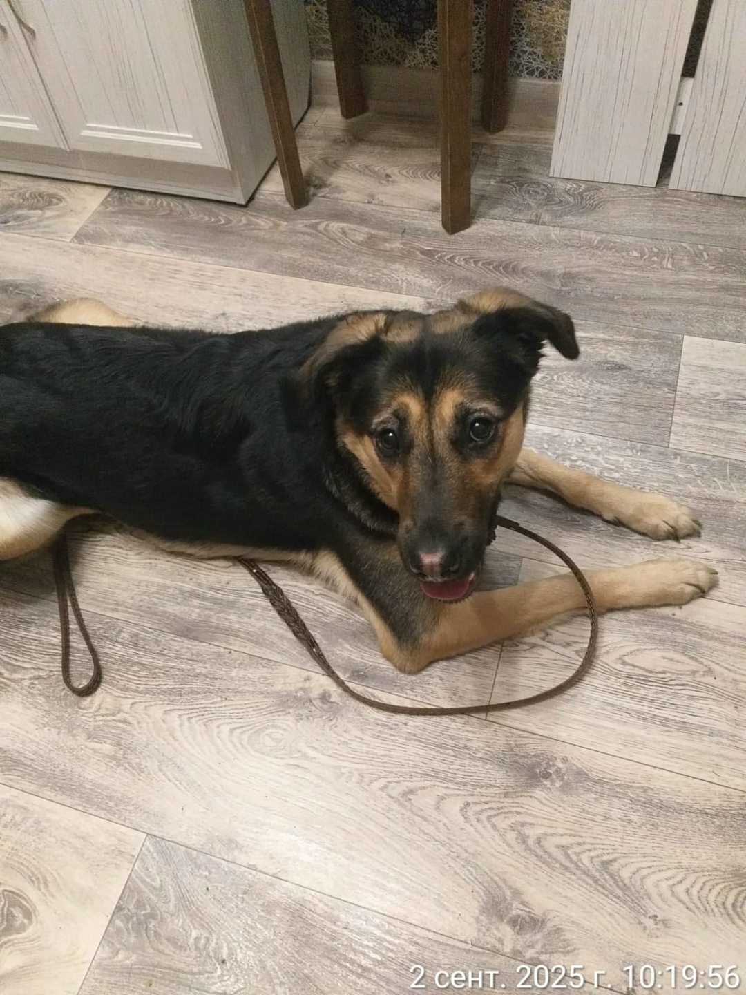 Найдена собака в Серпухове — фото объявления