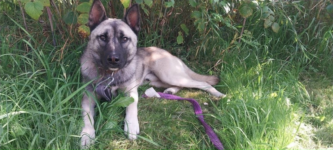 Найдена собака в Серпухове — фото объявления