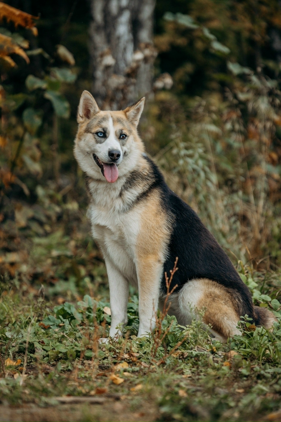 Пропала собака в Раменском — фото объявления