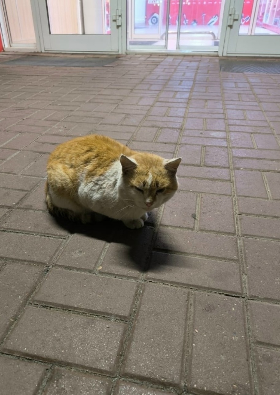 Найдена кошка в Раменском — фото объявления