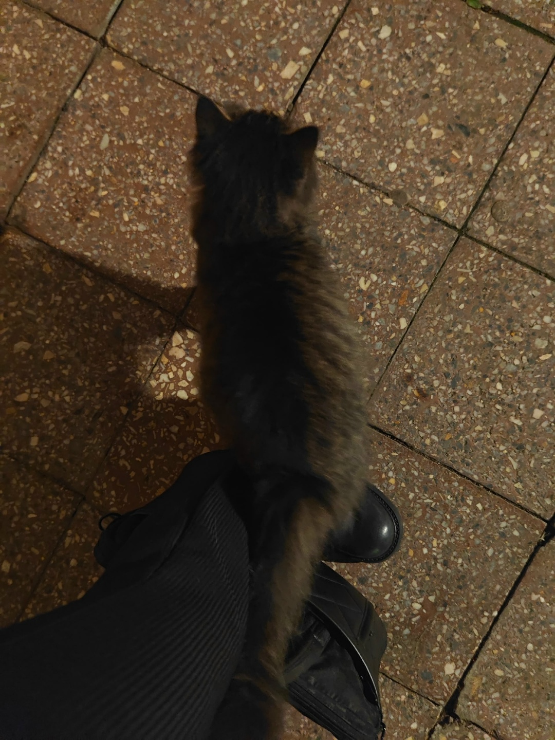 Пропала кошка в Раменском — фото объявления