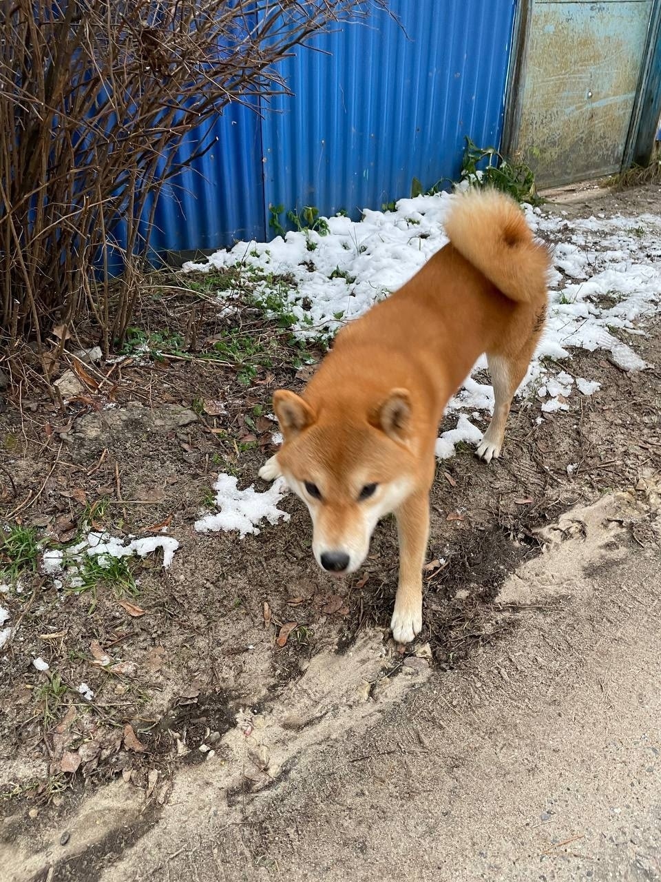Пропала собака в Раменском — фото объявления