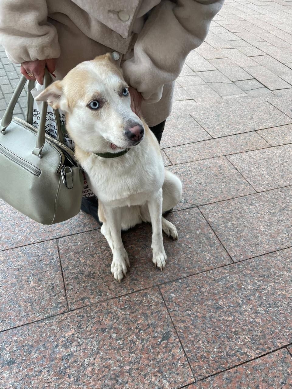 Найдена собака в Раменском — фото объявления