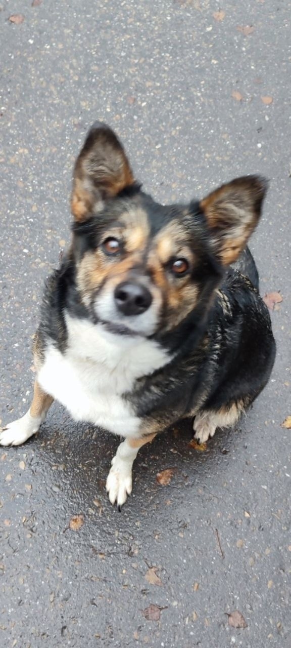 Найдена собака в Раменском — фото объявления