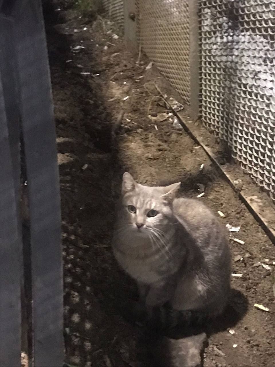 Найдена кошка в Раменском — фото объявления