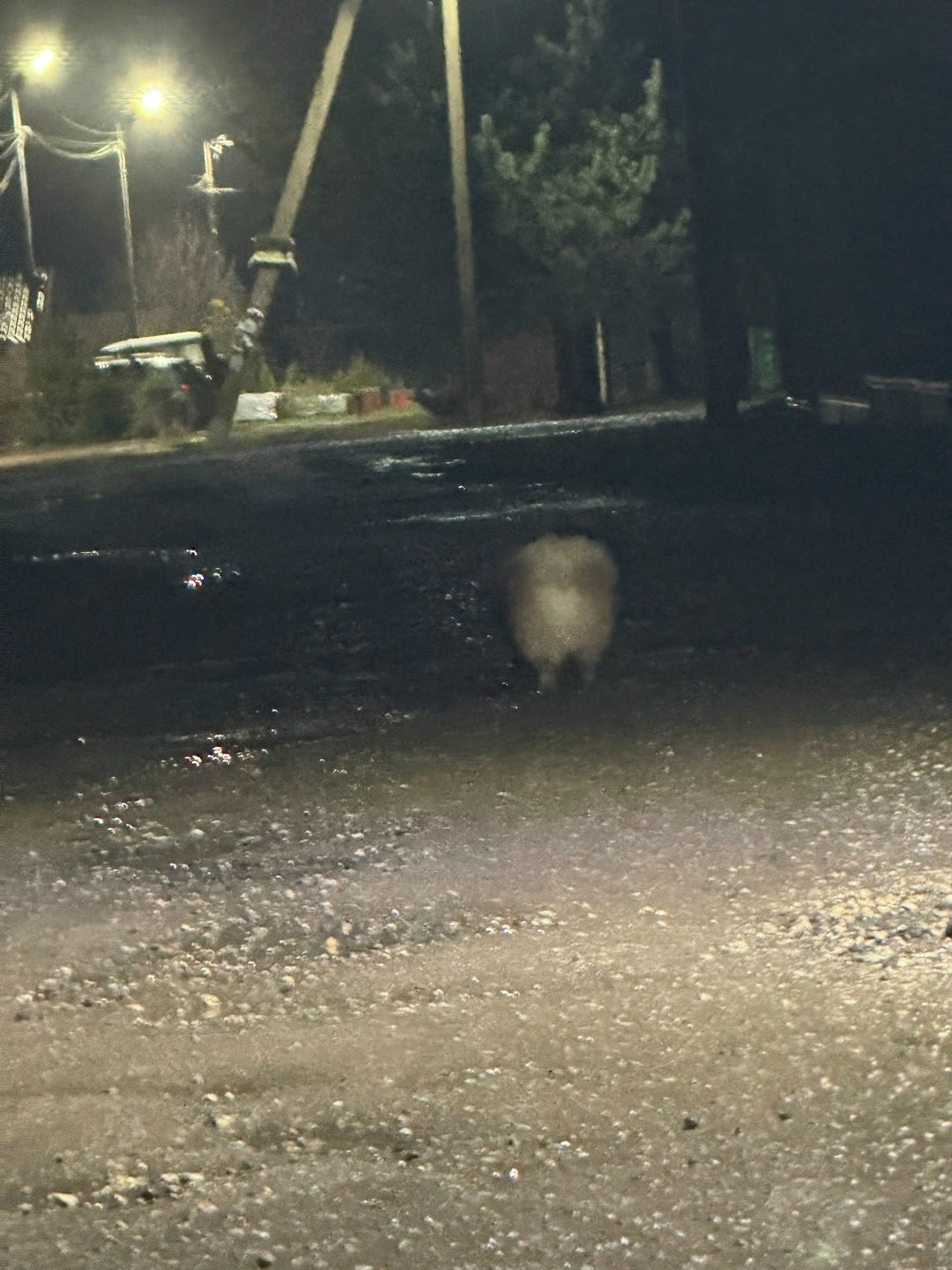 Пропала собака в Раменском — фото объявления