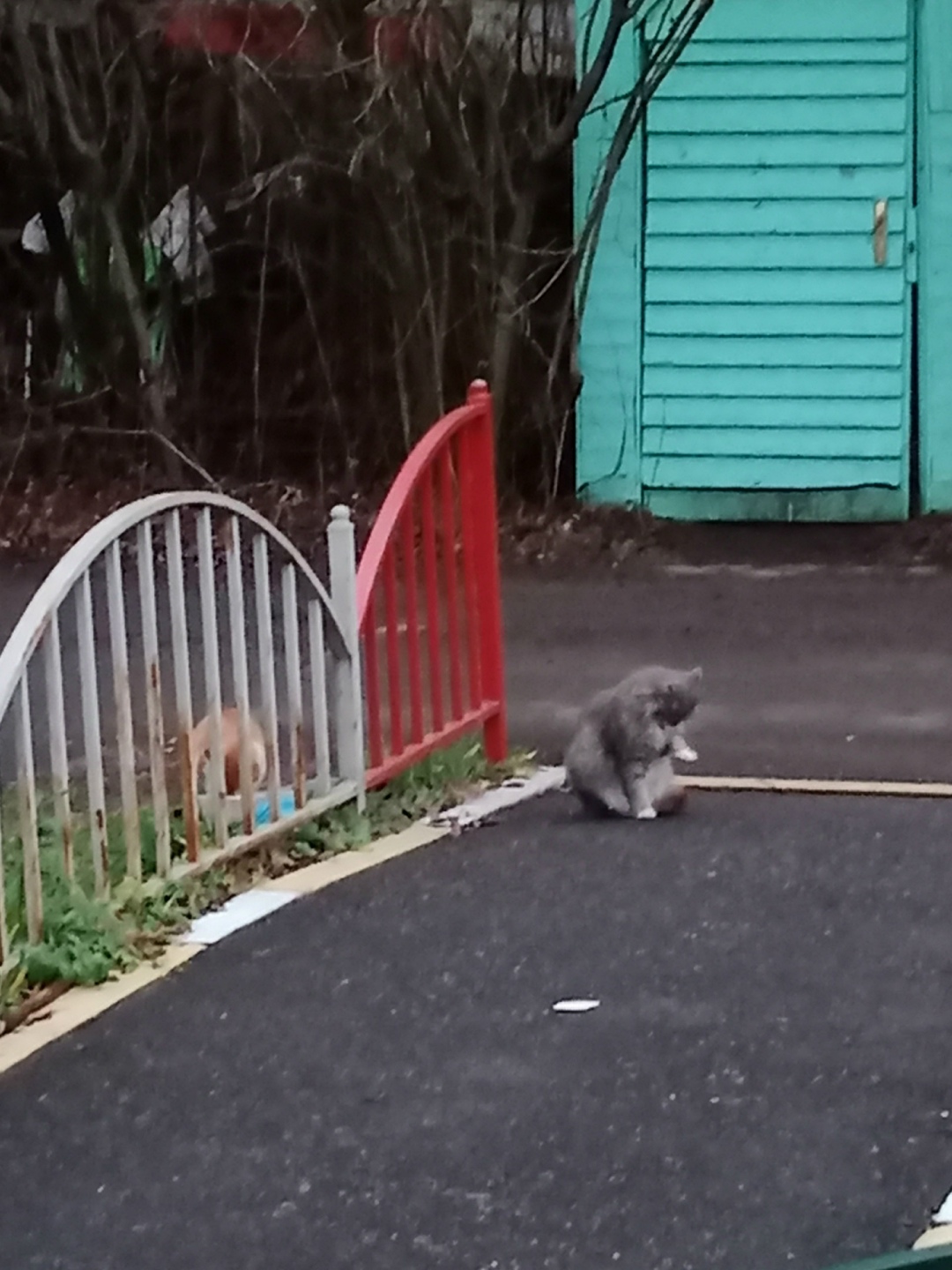 Найдена кошка в Раменском — фото объявления