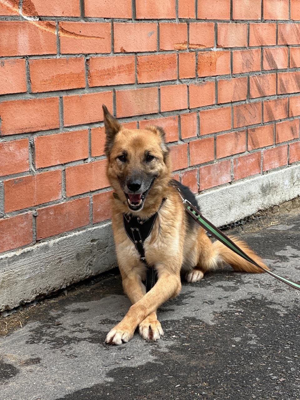 Пропала собака в Раменском — фото объявления