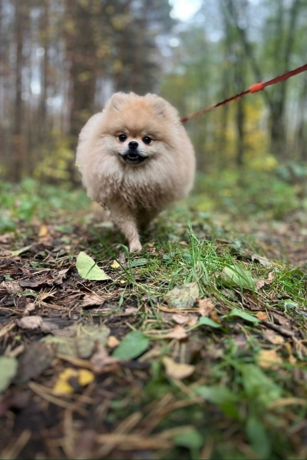 Пропала собака в Раменском — фото объявления