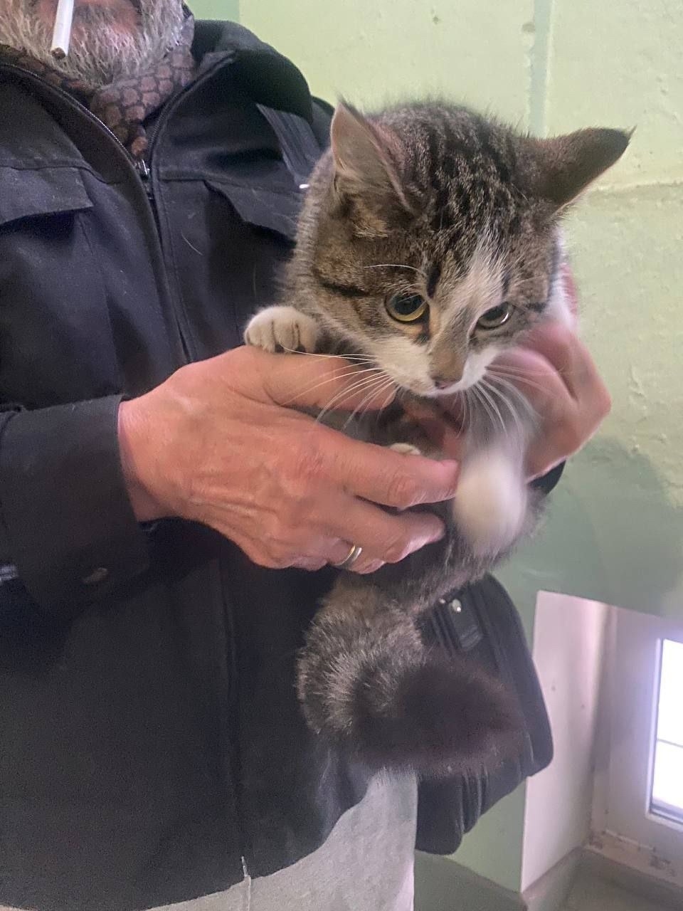 Найдена кошка в Раменском — фото объявления