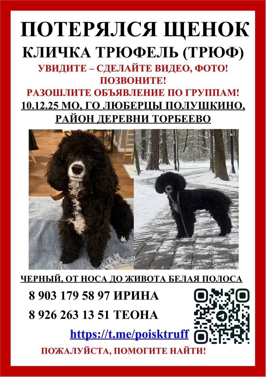 Пропала собака в Раменском — фото объявления