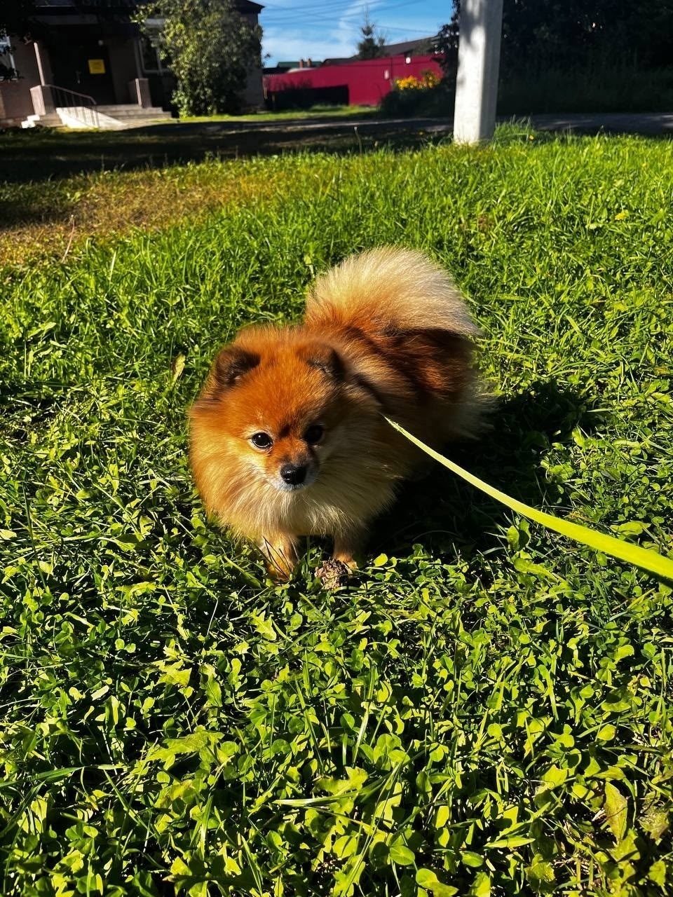 Найдена собака в Раменском — фото объявления