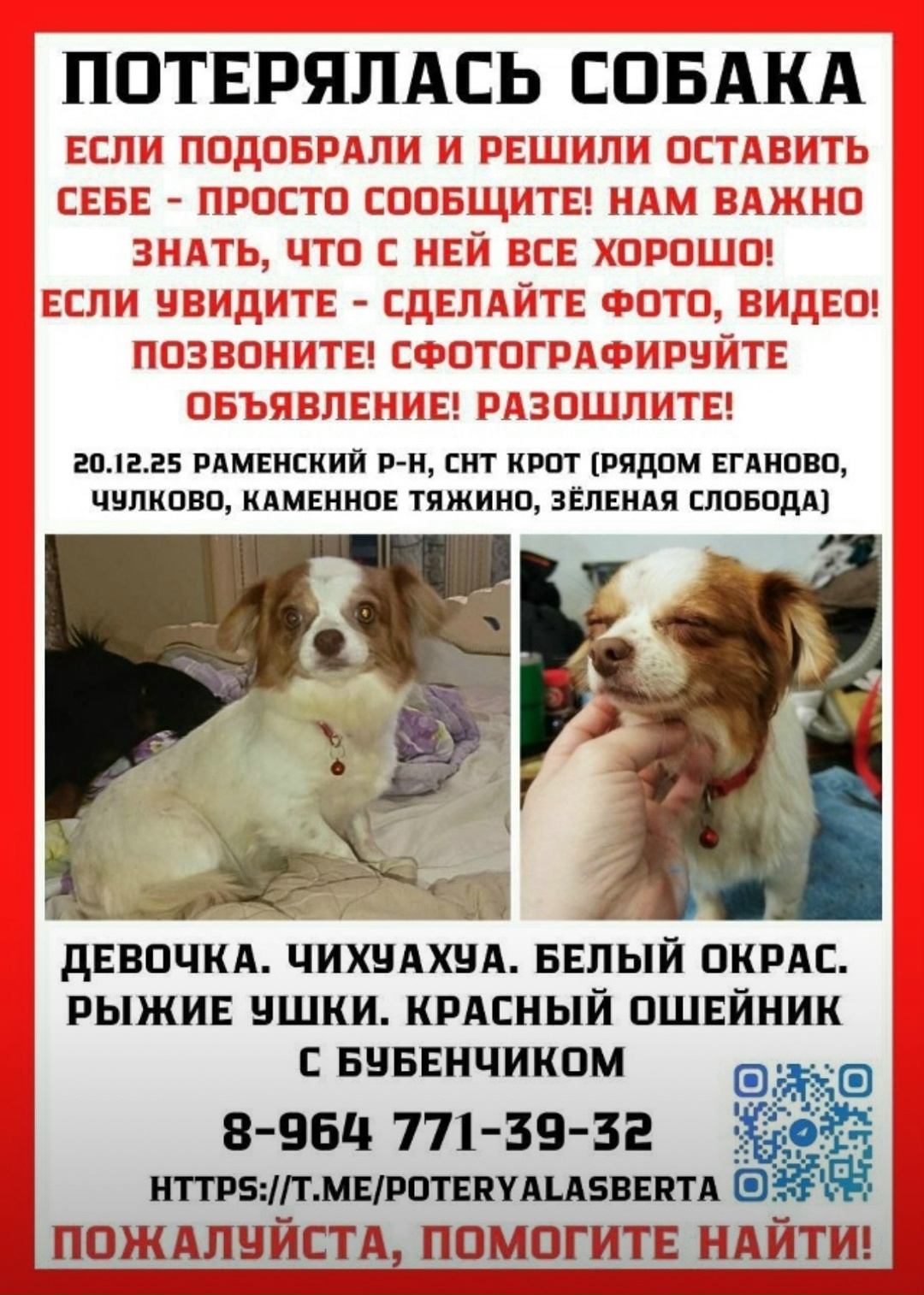 Пропала собака в Раменском — фото объявления