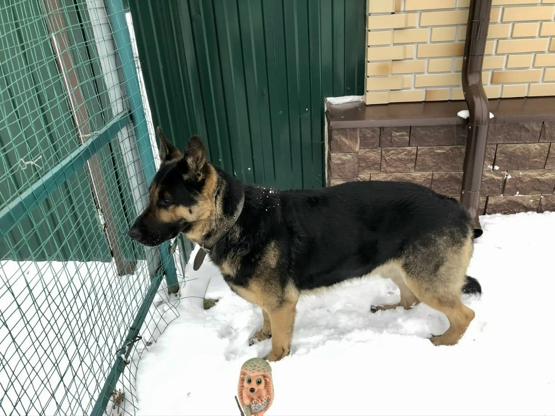 Найдена собака в Раменском — фото объявления