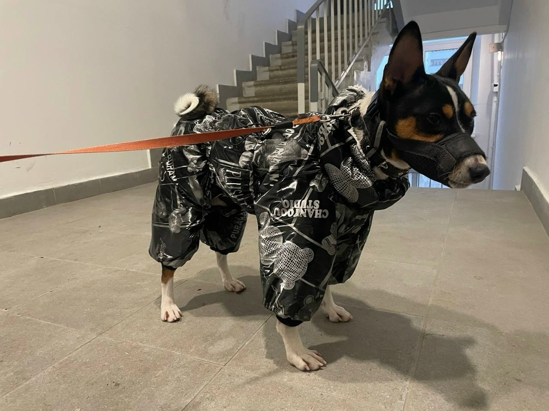 Пропала собака в Раменском — фото объявления