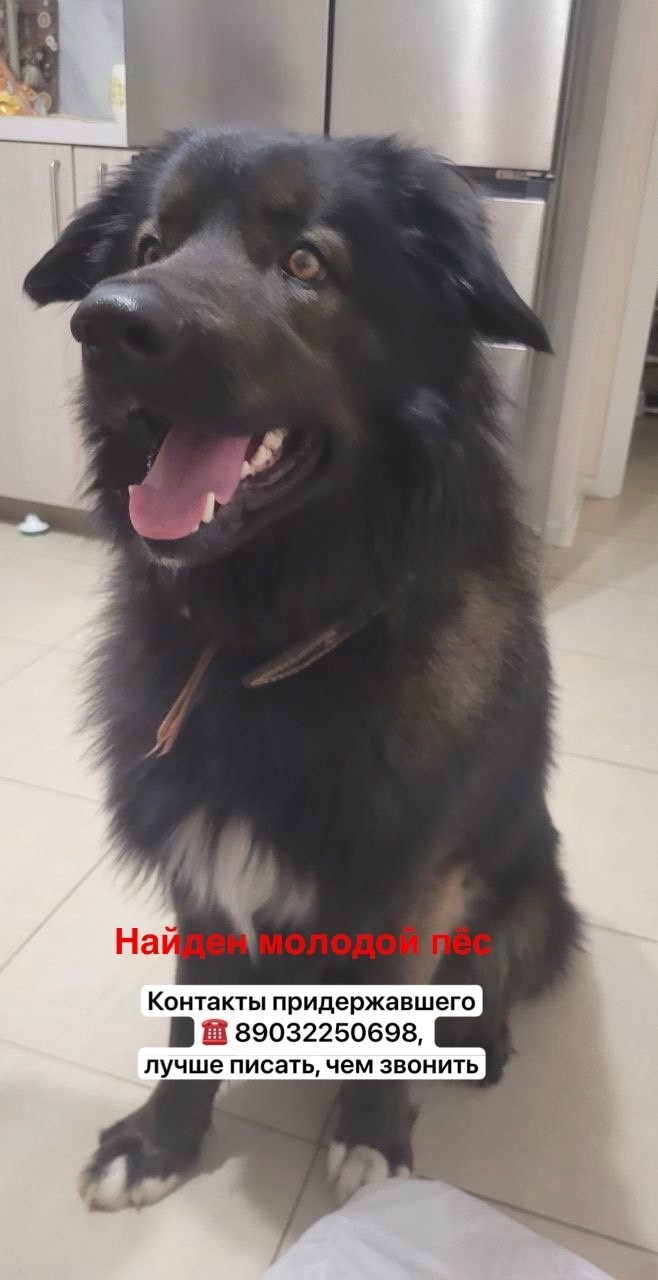 Найдена собака в Раменском — фото объявления