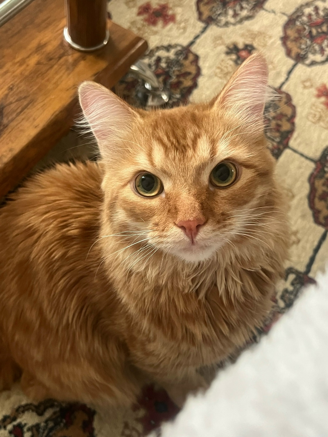 Пропала кошка в Раменском — фото объявления